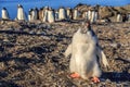 Funny furry gentoo penguin chick standing in front with his flock in the background, Burrientos Island, Antarctic Royalty Free Stock Photo