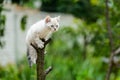 Funny furry grey kitten cat on tree ready to jump Royalty Free Stock Photo