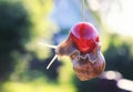 Funny of garden snail hanging on ripe red berry cherries in the Royalty Free Stock Photo