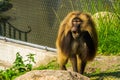 Funny gelada baboon making sound, monkey face in closeup, tropical primate specie from the ethiopian highlands of africa Royalty Free Stock Photo