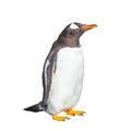 Funny Gentoo penguin isolated at white background, Beagle Channel in Patagonia Royalty Free Stock Photo