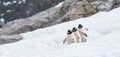 Funny Gentoo penguins walking in a row in Antarctica. Royalty Free Stock Photo