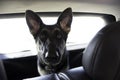 Funny German Shepherd Dog Head in backseat of car. Travel in Car