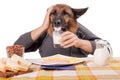 Funny German Shepherd dog with human arms and hands, drinking milk Royalty Free Stock Photo