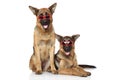 Funny German Shepherd dogs in sunglasses Royalty Free Stock Photo
