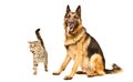 Funny German Shepherd and playful cat Scottish Straight