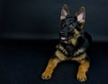 Funny German shepherd puppy