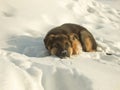 Funny German Shepherd puppy lies on the white snow Royalty Free Stock Photo