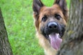 Funny German shepherd