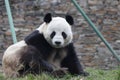 Giant Panda  is Chilling Out , China Royalty Free Stock Photo
