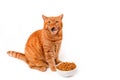 Funny ginger british cat licking his face next to a food dish on white background Royalty Free Stock Photo