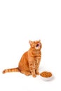 Funny ginger british cat licking his face next to a food dish on white background Royalty Free Stock Photo