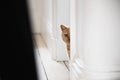 Funny ginger british shorthair cat peeks from behind the wall