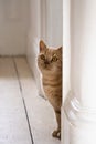 Funny ginger british shorthair cat peeks from behind the wall