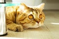 A funny ginger cat lying on the floor hiding from owners