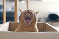 Funny ginger cat in a cardboard box giving a big yawn. Royalty Free Stock Photo