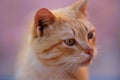 Funny ginger cat close up portrait Royalty Free Stock Photo