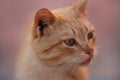 Funny ginger cat closeup portrait with dirty unwashed face Royalty Free Stock Photo