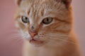 Funny ginger cat closeup portrait with unwashed face Royalty Free Stock Photo