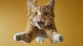 Funny ginger cat in flight indoor, portrait of screaming jumping pet on blurred yellow background. Face of flying domestic animal