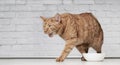 Funny ginger cat grimacing next to a emty food dish.