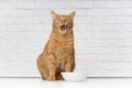 Funny ginger cat licking his face next to a food dish.