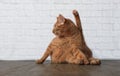 Funny Ginger cat makes Yoga exercices