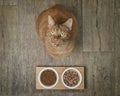 Funny ginger cat next to a double feeding dish looking curious up to the camera. Royalty Free Stock Photo