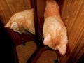 Funny ginger cat is reflected in mirror, red kitten.