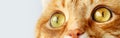 Funny ginger cat`s surprised yellow eyes close-up Royalty Free Stock Photo