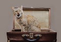 Funny ginger cat sitting in vintage suitcase. Royalty Free Stock Photo