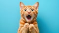 Funny ginger cat with a surprised expression on a blue background. A shocked tabby cat with its mouth open. Royalty Free Stock Photo