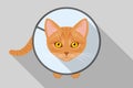 Funny ginger cat wearing protective Elizabethan collar