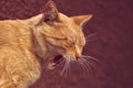 Funny ginger cat widely yawns close-up portrait Royalty Free Stock Photo