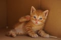 Funny ginger kitten enjoys lying in a cardboard box