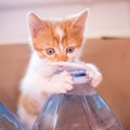 Funny ginger kitten play on a five liter water bottle
