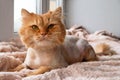 Funny ginger long-haired cat groomed with haircut.