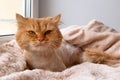 Funny ginger long-haired cat groomed with haircut is lying under a soft pink blanket.