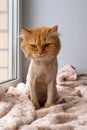 Funny ginger long-haired cat groomed with haircut is sitting on a soft blanket