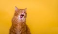 Funny ginger pet cat looks up, meowing and having widely opened mouth. Cat with one closed eye and tongue outside