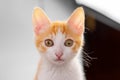 Funny ginger red kitten looking at the camera. Orange young cat Royalty Free Stock Photo