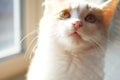 Funny ginger white kitten, close up face. Royalty Free Stock Photo