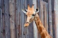Funny giraffe Royalty Free Stock Photo