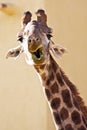 Funny giraffe