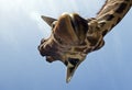 Funny giraffe