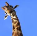 Funny Giraffe