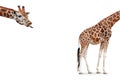 Funny giraffe with separate head and body isolated on white background. Royalty Free Stock Photo