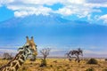 Funny giraffe at the foot of Kilimanjaro
