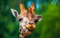 funny giraffe head close up Royalty Free Stock Photo