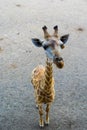 Funny Giraffe photo with wide angle lens Royalty Free Stock Photo